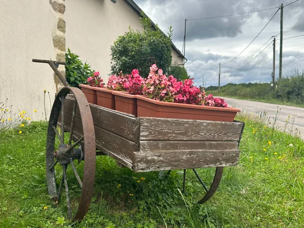 Carro Viejo Madera Con Begonia Rosa Sobre Hierba Verde Una — Foto de Stock