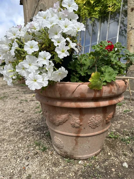 Petúnia Branca Pote Cerâmica Jardim Close — Fotografia de Stock
