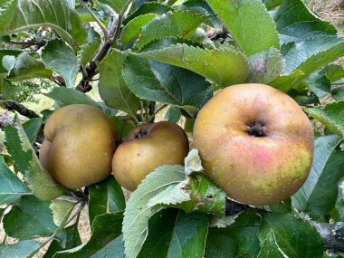 Elma ağacı 'Reinette d automne' yakın plan. Organik meyve bahçesi. Eski ağaç çeşitlerinden oluşan geleneksel bahçe doğal olarak bitkisel ürünler kullanmadan büyüdü. Autun, Burgundy, Fransa