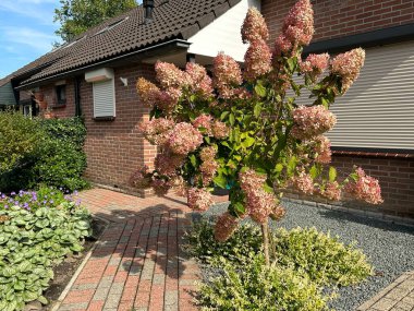 Ortanca ağacı çiçek açtı.