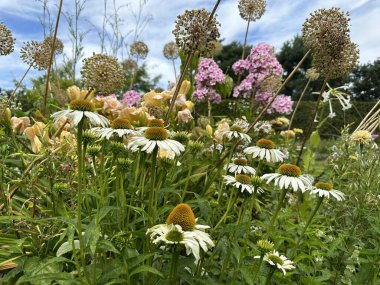 Uzun ömürlü ve yıllık bitkilerle dolu bir çiçek sınırı. Echinacea purpurea 