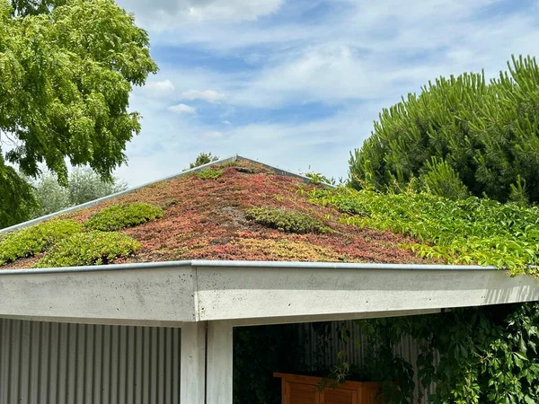 Green roof with sedum close-up. Sedum roof is a roof with vegetation that is more or less self-perpetuating and that can further develop and maintain itself