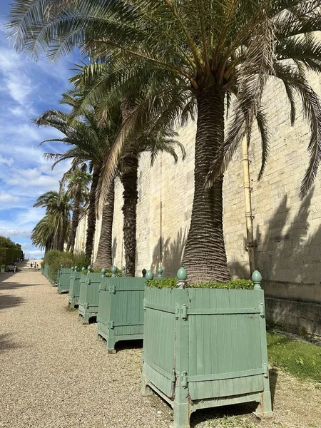 Versailles, Fransa, 12 Ağustos 2023 Versailles Parkı. Uzun palmiyeler, geleneksel ahşap Versailles bitkilerinde Phoenix kanaryası.