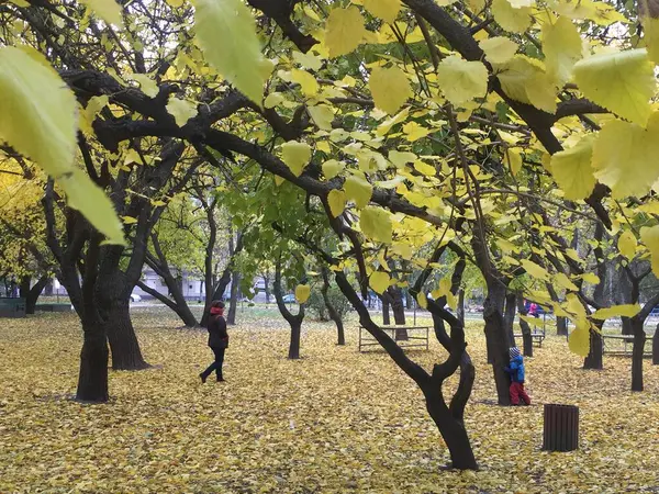 Hide and seek. Mother and child playing hide and seek in a beautiful autumn park. Kiev, Ukraine