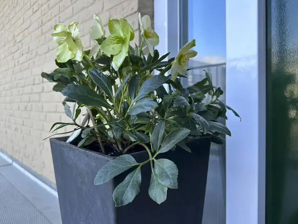 Helleborus Niger Advent Star 'a yakın çekim. Noel Gülü olarak da bilinir.