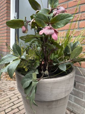 Blooming hellebore in a pot. Brick house on the background