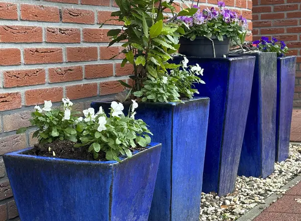 Beautiful front garden. Blue square tall large glossy planter pots with blooming violets on the gravel stones near the wall of a house