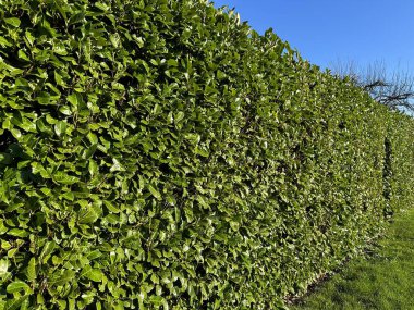 Yeşil Çit Kiraz Laurel. Cherry Laurel bir gizlilik ekranı ya da gürültü ve rüzgarı azaltmak için idealdir. Adaptasyon ve çarpıcı görünüm, Cherry Laurel 'ı Laurel' in en popüler tiplerinden biri yapar. 