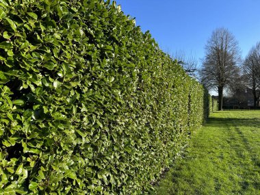 Yeşil Çit Kiraz Laurel. Cherry Laurel bir gizlilik ekranı ya da gürültü ve rüzgarı azaltmak için idealdir. Adaptasyon ve çarpıcı görünüm, Cherry Laurel 'ı Laurel' in en popüler tiplerinden biri yapar. 