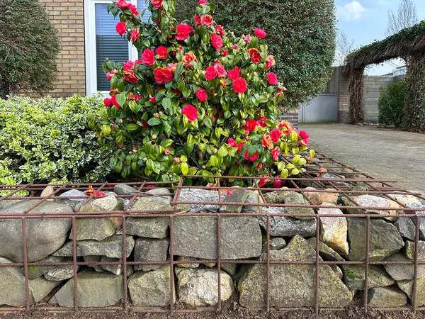 Gabion. Gabiondan yapılmış çiçek kenarı. Kamelya japonica ve Euonymus japonicus çiçek tarhında. Hollanda 'da. Gelderland