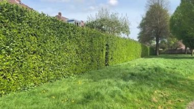 Yeşil Çit Kiraz Laurel. Cherry Laurel bir gizlilik ekranı ya da gürültü ve rüzgarı azaltmak için idealdir. Adaptasyon ve çarpıcı görünümü Cherry Laurel 'i Laurel' in en popüler tiplerinden biri haline getiriyor.