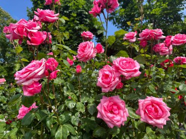 (Floribunda) İngiltere Kraliçesi Elizabeth. Büyük, açık pembe, çift çiçek. Uzun boylu, dayanıklı, mükemmel bir çit. Gül bahçeli Volksgarten Parkı. Viyana, Avusturya, 13 Mayıs 2024