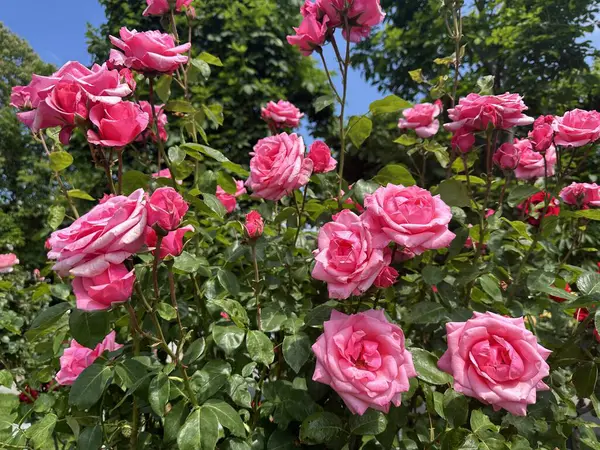 (Floribunda) İngiltere Kraliçesi Elizabeth. Büyük, açık pembe, çift çiçek. Uzun boylu, dayanıklı, mükemmel bir çit. Gül bahçeli Volksgarten Parkı. Viyana, Avusturya, 13 Mayıs 2024