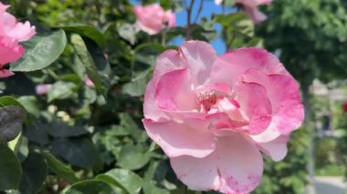 Bahar bahçesindeki güzel pembe güller. Mavi gökyüzü arka planı. Gül bahçeli Volksgarten Parkı. Viyana, Avusturya, 13 Mayıs 2024 