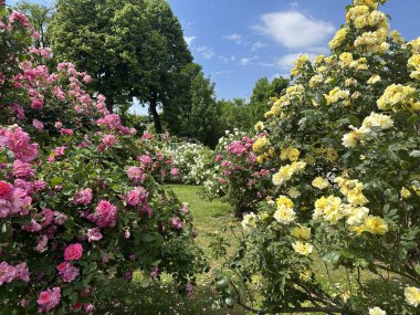 Peyzaj tasarımındaki güller. Gül bahçeli Volksgarten Parkı. Viyana, Avusturya, 13 Mayıs 2024