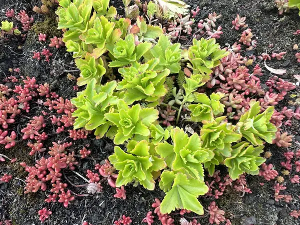 stock image Natural background. Phedimus kamtschaticus (Orange stonecrop) on the vegetated roof close-up