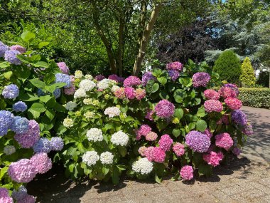 Ağacın yanında güzel renkli ortancalar çiçek açar. Hollanda 'da. 