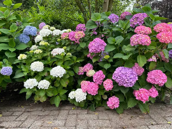 Ağacın yanında güzel renkli ortancalar çiçek açar. Ön görünüm  