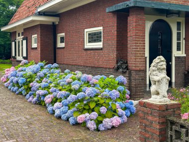 Çiçekli ev. Tipik 20. yüzyıl Hollanda tuğlalı evi. Önünde çiçek bahçesi ve kaldırım taşları var. Girişteki güzel renkli ortanca