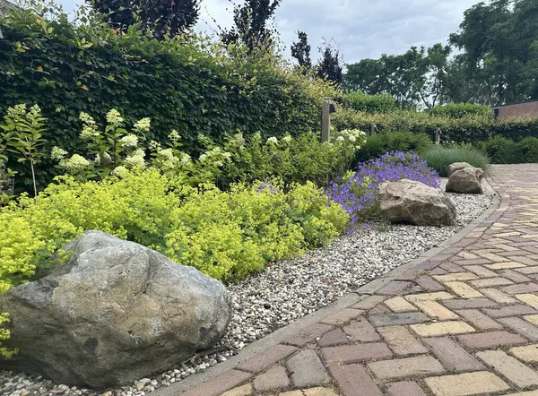 Kayalarla peyzaj yapmak. Çiçekli Geranium himalayense, Hydrangea makrophylla, Alchemilla mollis ve çakıl taşlı kayalar.