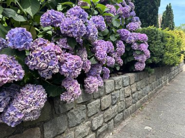 Ortanca ve duvar. Arkasında çiçek açan mavi ortanca olan taş çitler.