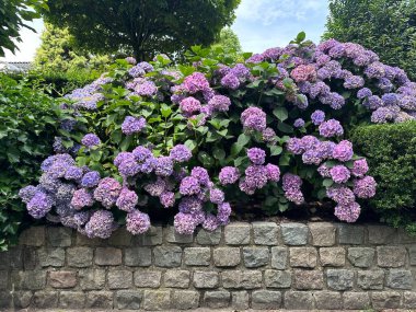 Ortanca ve duvar. Arkasında çiçek açan mavi ortanca olan taş çitler.