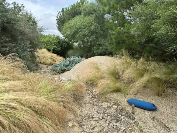 stock image Dunes. A garden landscape with a marine feel. Almost all plants have either gray or elongated foliage. Plants: Pinus, Hippophae, Salix, Stipa tenuissima, gray-leaved sea kale (Crambe maritima)