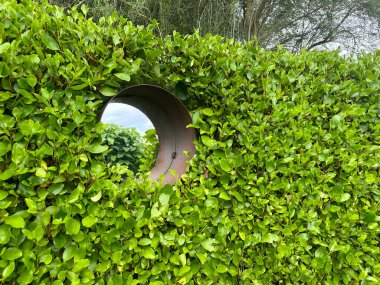 Yuvarlak ayna, yemyeşil bir çit tarafından çerçevelenmiş. Griselina Litttoralis çiti oluştururken, dekoratif ayna canlı bahçe yapraklarıyla harmanlanarak derinlik ekler. Kerfouler Bahçeleri, Fransa