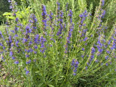 Çiçek açmış bir Hyssop bitkisi, yemyeşil bir bahçede canlı mor çiçekler sergiliyor. Bitkisel ilaçlarda kullanımıyla tanınan ilaç, bronşiyal ve akciğer gibi solunum sorunlarının tedavisine yardımcı oluyor.
