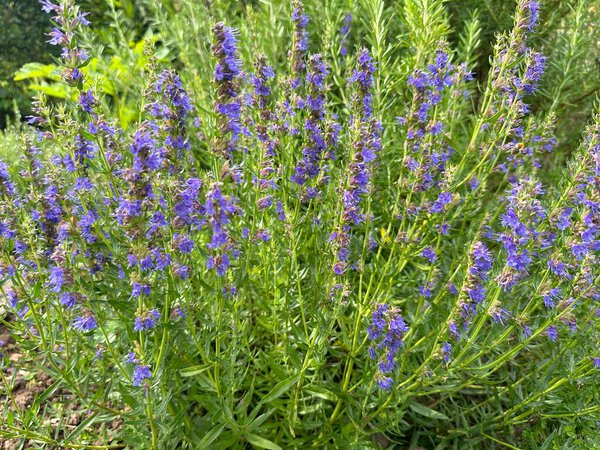 Hyssop plant in full bloom, displaying vibrant purple flowers in a lush garden setting. Known for its use in herbal medicine, it helps treat respiratory issues like bronchial and lung conditions
