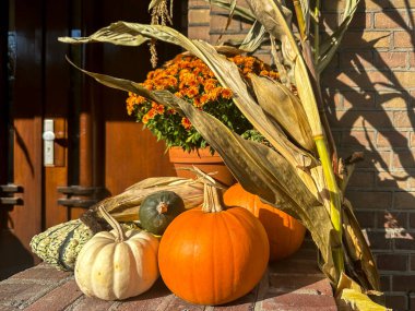 Balkabaklarıyla, kabaklarıyla, mısır saplarıyla ve dışarıda sergilenen saksılarla dolu canlı bir sonbahar sahnesi. Ekran mevsimlik hasat dekorunu ön plana çıkarıyor. Sonbahar, Şükran Günü ve köy girişleri için mükemmel.