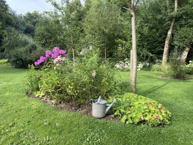 Ağacın yanındaki çiçek tarlası sulama tenekesiyle. Canlı pembe akıntı, narin robinia ve sardunya renkli bir görüntü oluşturur. 