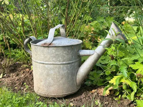 Çiçek tarhında su kovası. Etrafı yeşillik ve bitkilerle çevrili metal bir su bidonunun yakın çekimi. 