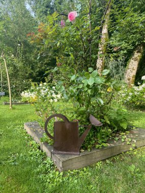 A rusty metal watering can sculpture in a flower bed. The piece is placed next to a lush rose bush with a single pink bloom. Gardens Jardin du Rossignol. Willeman, France clipart