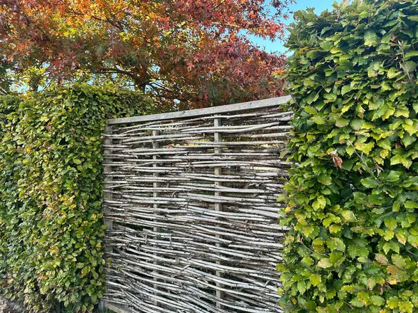 Hasır söğüt eko çiti ve sık kayın çiti. Çit, Fagus Sylvatica 'dan oluşmuş, kırsal ve doğal bir şekilde yatay dokuma sergiliyor.