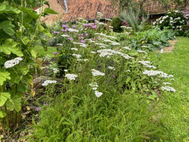 Canlı bir bitki bahçesinde kireç. Bu tedavi edici bitki (Achillea millefolium) yaraları iyileştiren özellikleriyle bilinir ve diğer şifalı bitkiler arasında yetişir. Eczacılık için ideal bir örnek.