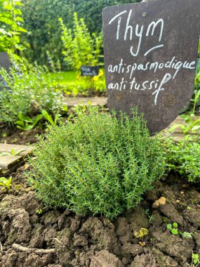 Thyme herb growing in a garden with a label. The label highlights its medicinal properties: antispasmodic and antitussive benefits. Ideal for natural remedies and herbal medicine clipart