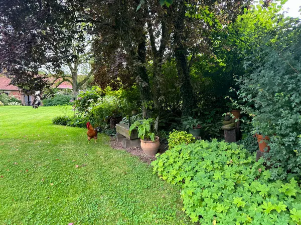 Gölgeli bahçe. Ağaçların altında konsomatris, yer kaplayan sardunyalar ve yemyeşil çimlerde bir horozun olduğu bir sahne. Yoğun yeşillik serin bir geri çekilme sunuyor. Willeman, Fransa