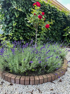 Kırmızı gül ağacı ve lavanta. Kırmızı tuğla kenarlı, dairesel bir çiçek tarhında. Lavanta, koyu yeşil sarmaşık kaplı duvarla tezat oluşturuyor. Hafif çakıl düzgünce düzenlenmiş bahçe yatağını sarar