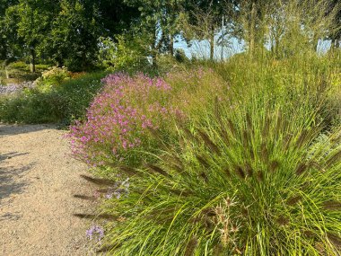 Pennisetum viridescens Dark Form in a naturalistic garden. This ornamental grass features dark, almost black flower spikes contrasting with vibrant green foliage. Doetinchem, Netherlands, Park of Dutch Dreams clipart