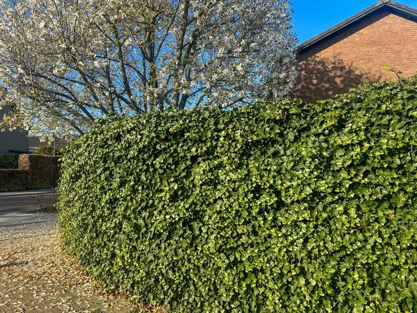 Yoğun sarmaşık çiti. Bereketli yeşil sarmaşık, bir manolya ağacının yumuşak beyaz çiçeklerini tamamlayan doğal bir bariyer oluşturur. Güneş ışığı, tuğla bir eve karşı yaprakların dokusunu vurgular