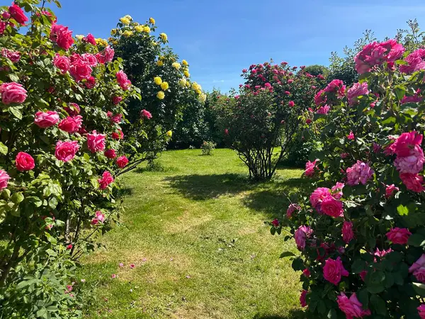 Bahçedeki güzel çiçekler. Pembe ve sarı güller temiz mavi bir gökyüzünün altında iyi korunmuş bir bahçede büyür. Volksgarten Gül Bahçesi, Viyana, Avusturya, 14 Mayıs 2025