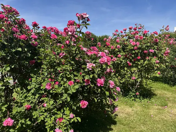 Baharda bahçesinde güzel çiçekler olan büyük kırmızı bir gül çalısı. Volksgarten Gül Bahçesi. Viyana, Avusturya, 14 Mayıs 2025