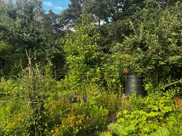 Compost bin in vegetable garden. Surrounded by dense native vegetation, the black compost bin blends into the lush setting. Heemtuin Malden, a public ecological garden in the Netherlands