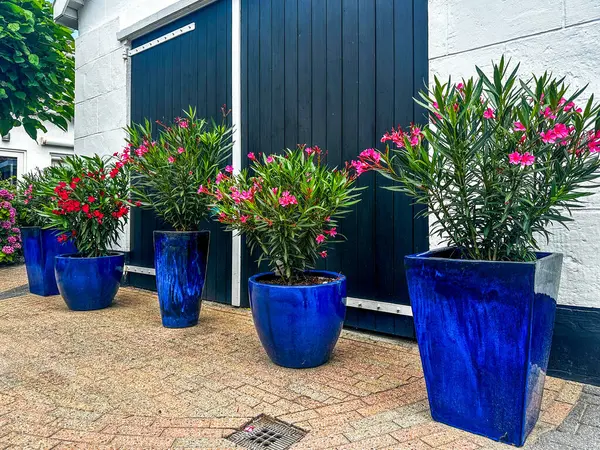 Parlak mavi seramik kaplar ve çiçek açan zakkumlar. Renkler uyumlu ama farklı şekiller bileşimi dengeli ve çekici kılıyor. Tencereler, karanlık kapıların yanındaki yuvarlak tuğlaların üzerinde duruyor. Hollanda