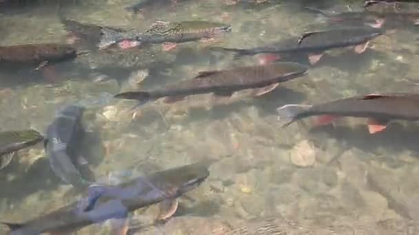 Відео Дефокулюють Розмиті Групи Риб Які Плавають Під Водою Сонячним — стокове відео