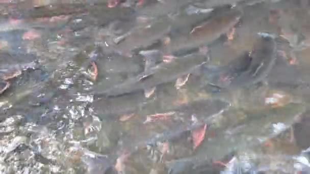 Video Defocus Wazig Groepen Vissen Zwemmen Onder Water Met Zonneschijn — Stockvideo