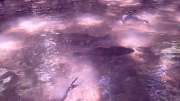 Видео Дефокус Размытые Группы Рыб Плавающих Водой Солнцем Рыбный Поток — стоковое видео