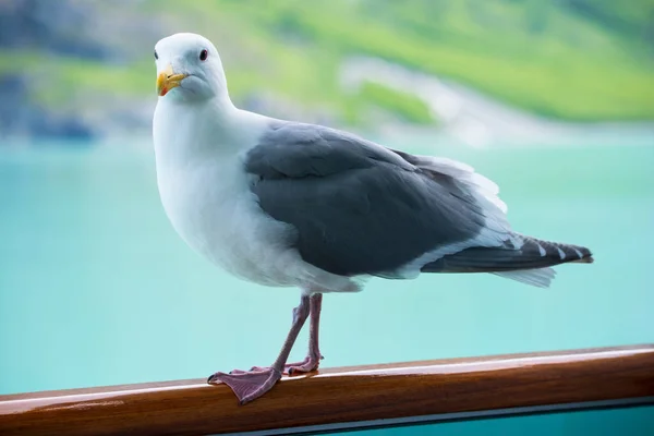 Seagull Standing Alone Ocean Waves Adorable White Seagull Gray Wings — Stock Photo, Image