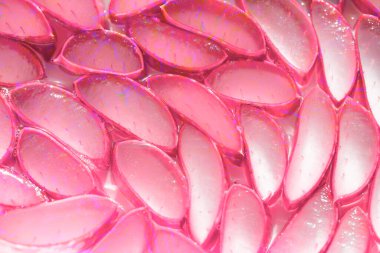 Aloe vera dilimlenmiş üst görünüm dokusu arka planı. Pembe aloe vera dilimleme arkaplanı. Pembe gül yaprakları arka plan.